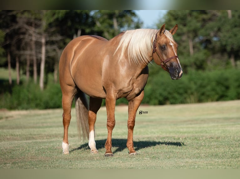 American Quarter Horse Castrone 8 Anni 152 cm Palomino in Whitesboro