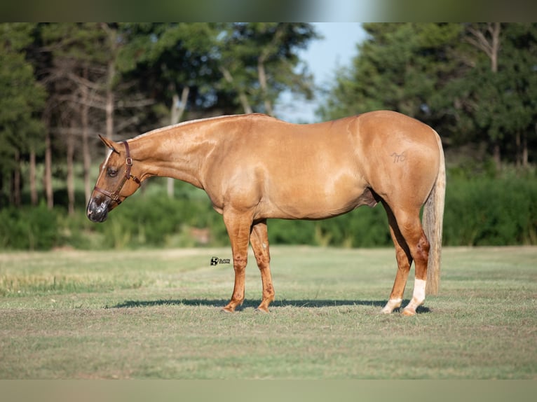 American Quarter Horse Castrone 8 Anni 152 cm Palomino in Whitesboro