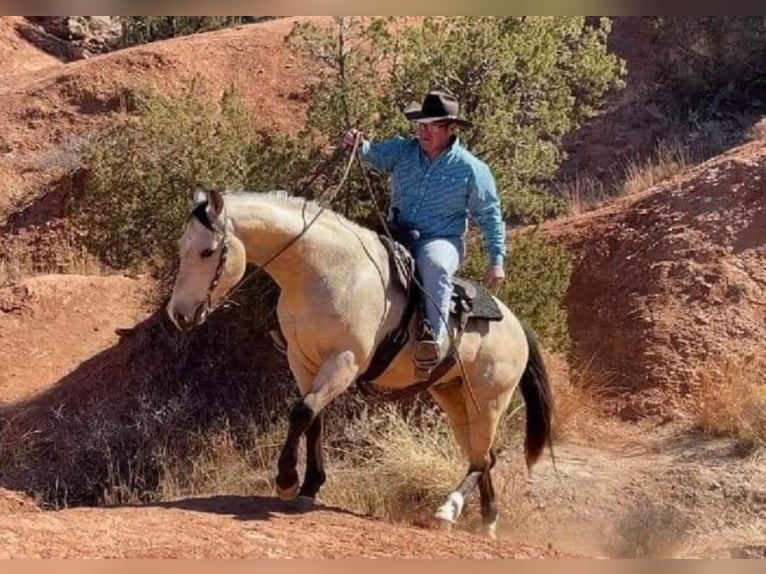 American Quarter Horse Castrone 8 Anni 152 cm Pelle di daino in Libson, IA