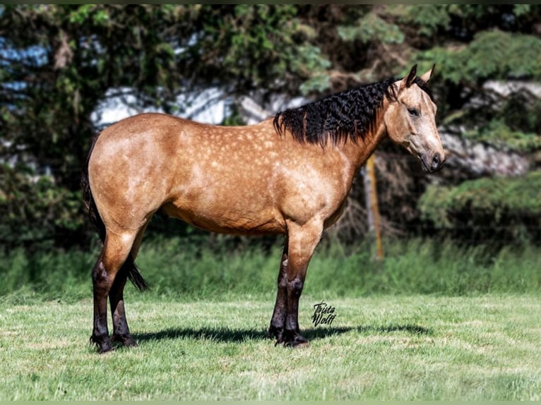 American Quarter Horse Castrone 8 Anni 152 cm Pelle di daino in Libson IA