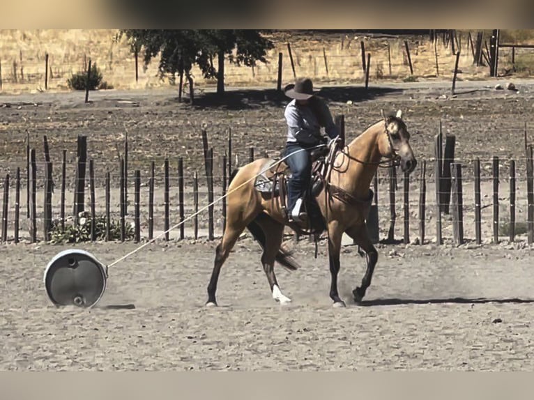 American Quarter Horse Castrone 8 Anni 152 cm Pelle di daino in Paicines, CA