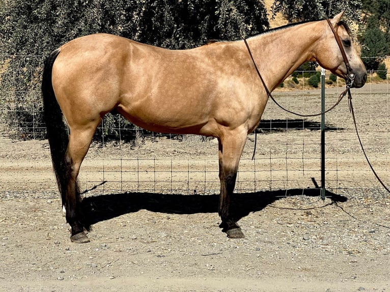 American Quarter Horse Castrone 8 Anni 152 cm Pelle di daino in Paicines, CA