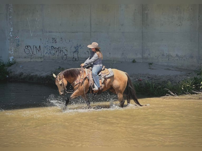 American Quarter Horse Castrone 8 Anni 152 cm Pelle di daino in Paicines, CA