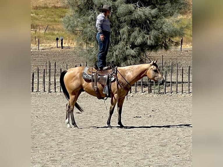 American Quarter Horse Castrone 8 Anni 152 cm Pelle di daino in Paicines, CA