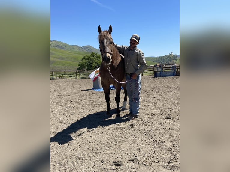 American Quarter Horse Castrone 8 Anni 152 cm Pelle di daino in Paicines CA