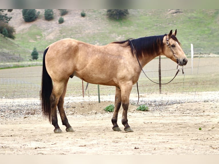 American Quarter Horse Castrone 8 Anni 152 cm Pelle di daino in Paicines CA