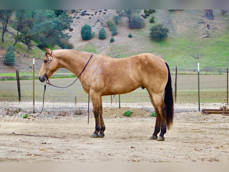 American Quarter Horse Castrone 8 Anni 152 cm Pelle di daino in Paicines CA