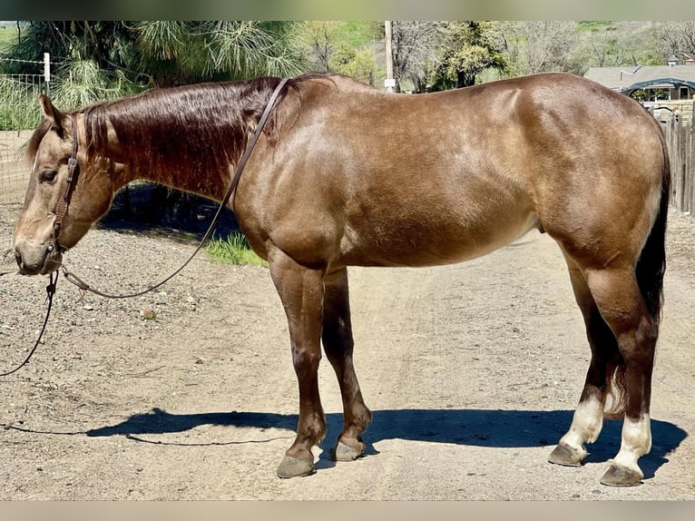American Quarter Horse Castrone 8 Anni 152 cm Pelle di daino in Paicines CA