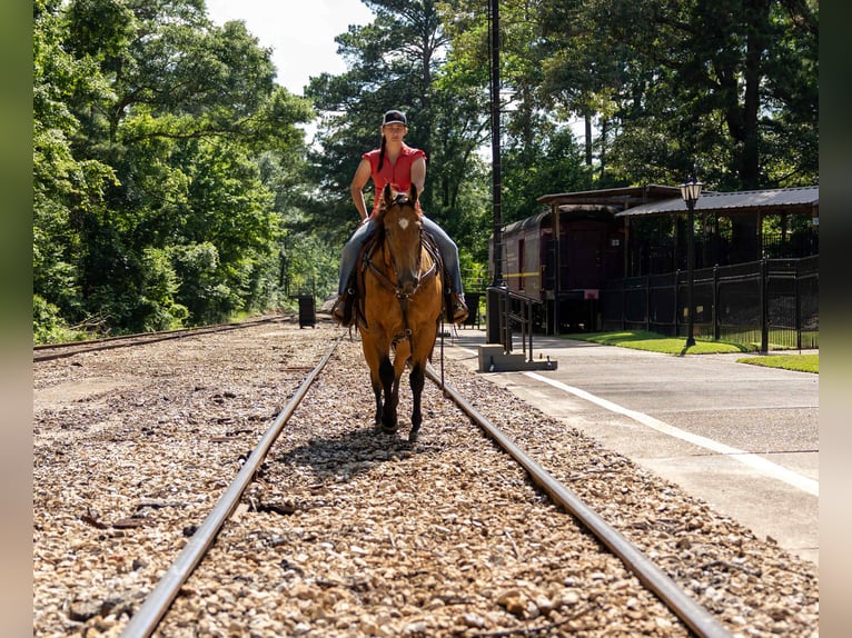 American Quarter Horse Castrone 8 Anni 152 cm Pelle di daino in RUSk TX