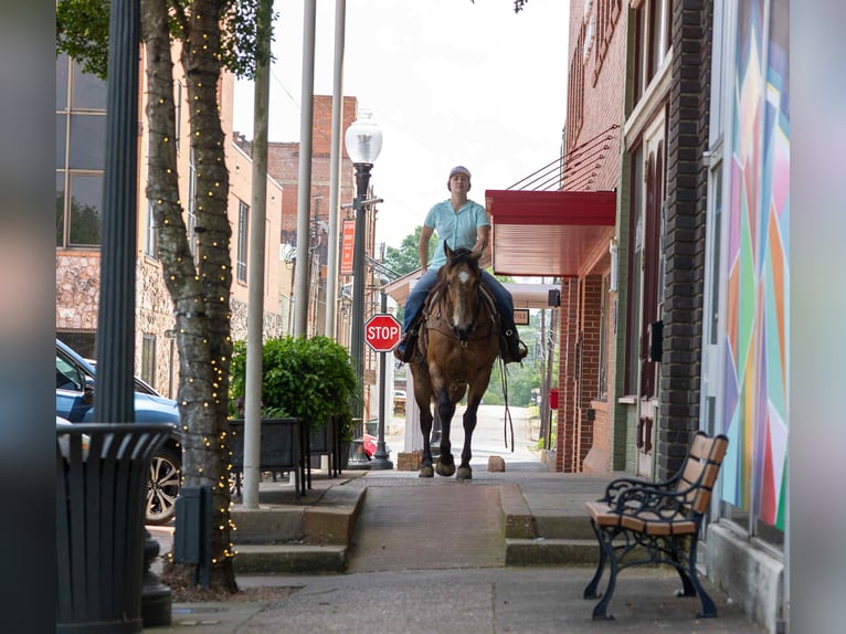 American Quarter Horse Castrone 8 Anni 152 cm Pelle di daino in RUSk TX