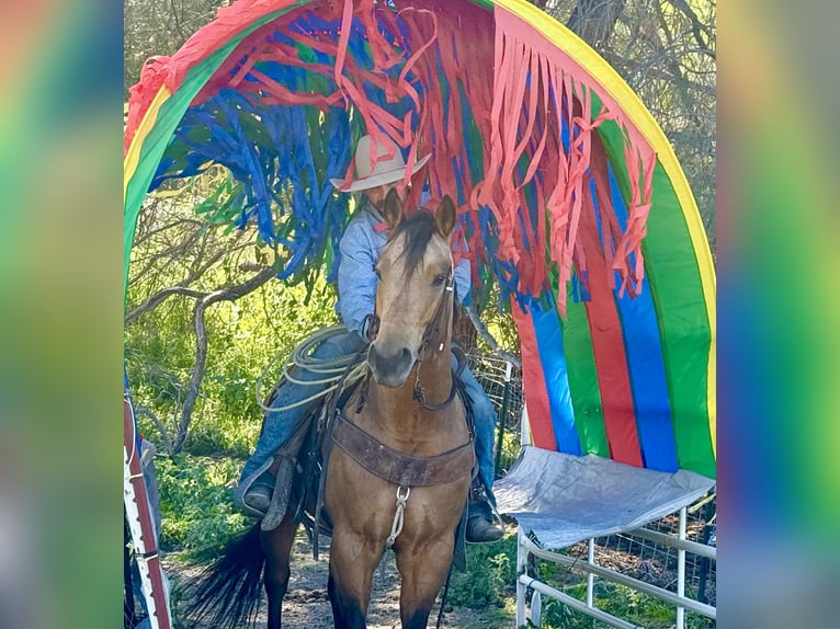 American Quarter Horse Castrone 8 Anni 152 cm Pelle di daino in Tres Pinos
