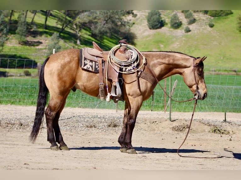 American Quarter Horse Castrone 8 Anni 152 cm Pelle di daino in Tres Pinos