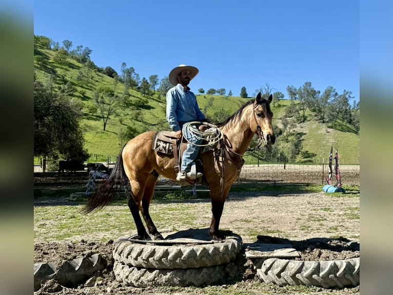 American Quarter Horse Castrone 8 Anni 152 cm Pelle di daino in Tres Pinos