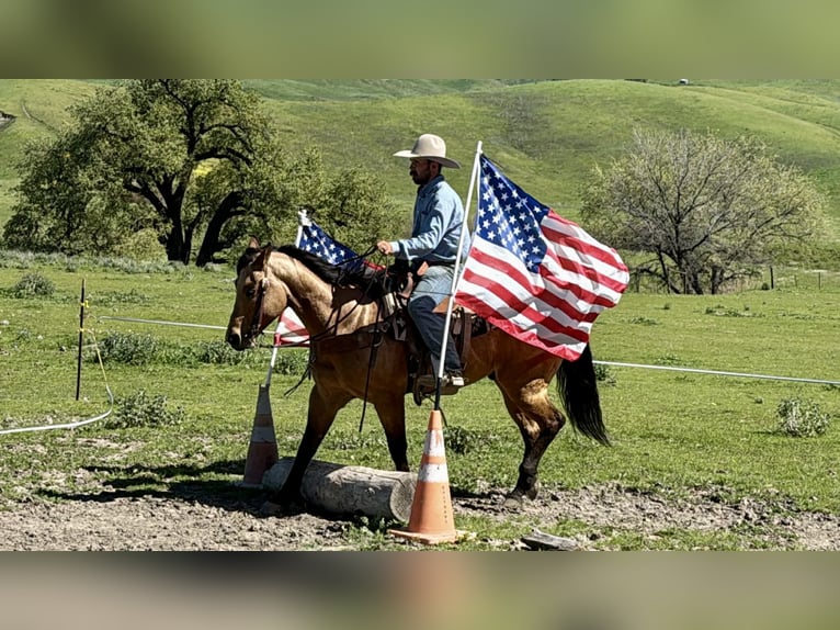 American Quarter Horse Castrone 8 Anni 152 cm Pelle di daino in Tres Pinos