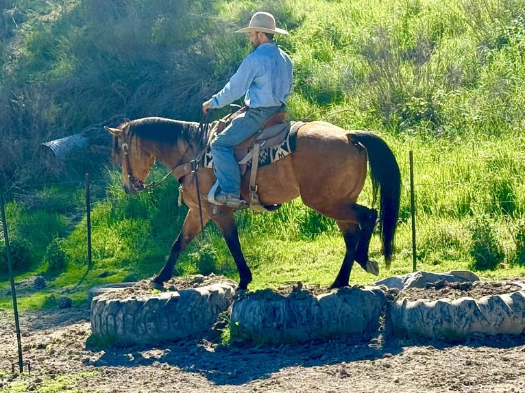 American Quarter Horse Castrone 8 Anni 152 cm Pelle di daino in Tres Pinos