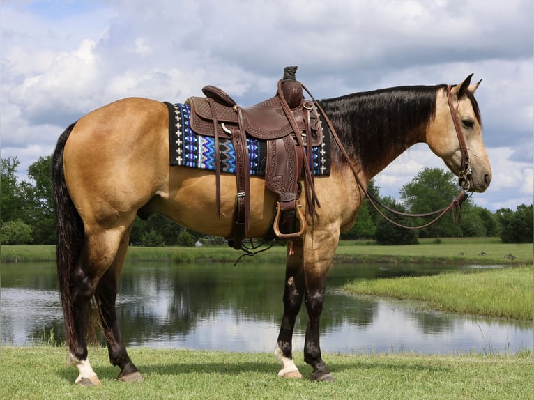 American Quarter Horse Castrone 8 Anni 152 cm Pelle di daino in Buffalo, MO