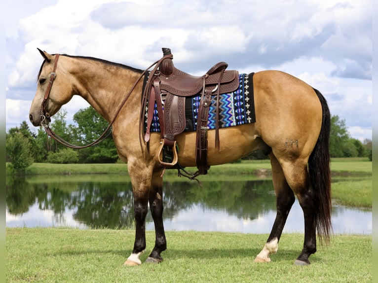 American Quarter Horse Castrone 8 Anni 152 cm Pelle di daino in Buffalo, MO