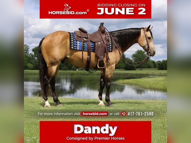 American Quarter Horse Castrone 8 Anni 152 cm Pelle di daino in Buffalo, MO