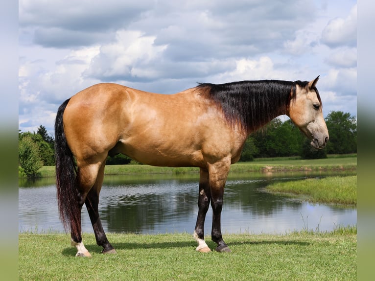 American Quarter Horse Castrone 8 Anni 152 cm Pelle di daino in Buffalo, MO