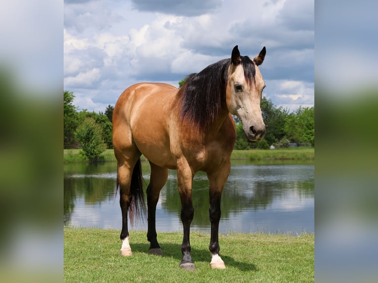 American Quarter Horse Castrone 8 Anni 152 cm Pelle di daino in Buffalo, MO