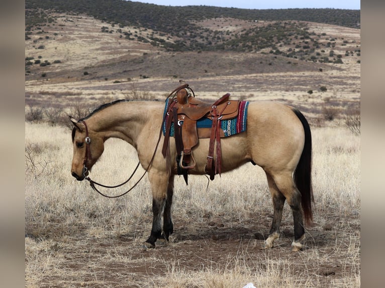 American Quarter Horse Castrone 8 Anni 152 cm Pelle di daino in Camp Verde, AZ