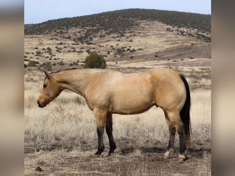 American Quarter Horse Castrone 8 Anni 152 cm Pelle di daino in Camp Verde, AZ