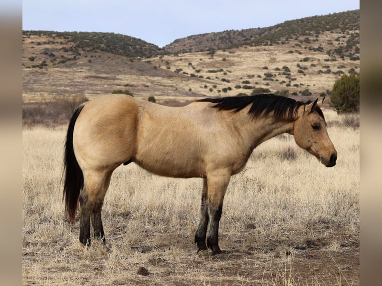 American Quarter Horse Castrone 8 Anni 152 cm Pelle di daino in Camp Verde, AZ