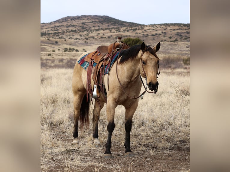 American Quarter Horse Castrone 8 Anni 152 cm Pelle di daino in Camp Verde, AZ