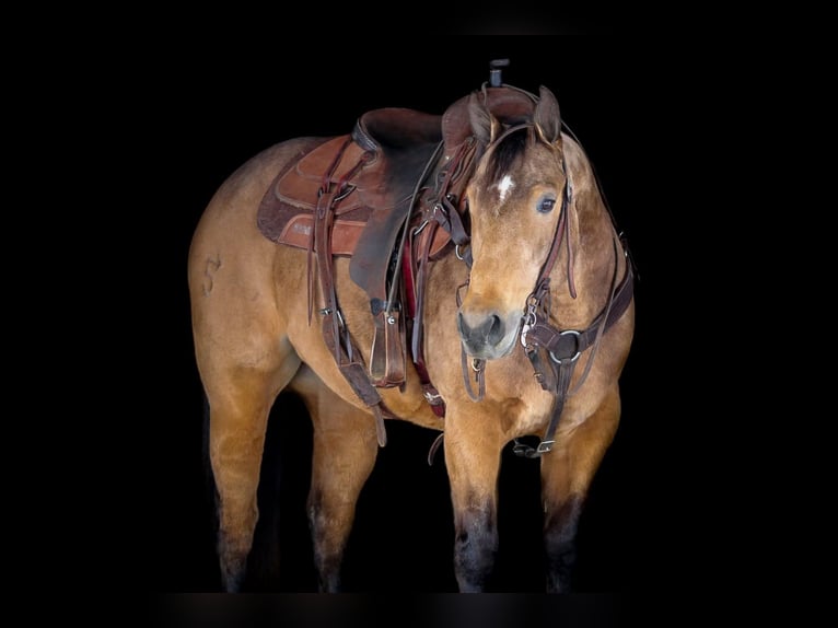 American Quarter Horse Castrone 8 Anni 152 cm Pelle di daino in Clarion, PA