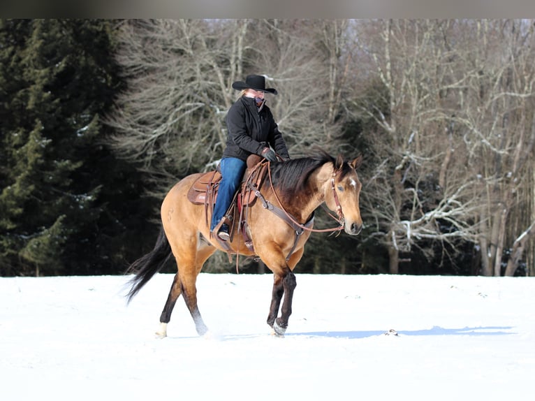 American Quarter Horse Castrone 8 Anni 152 cm Pelle di daino in Clarion, PA