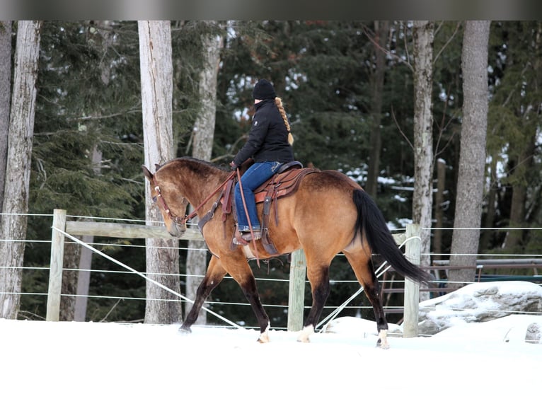 American Quarter Horse Castrone 8 Anni 152 cm Pelle di daino in Clarion, PA