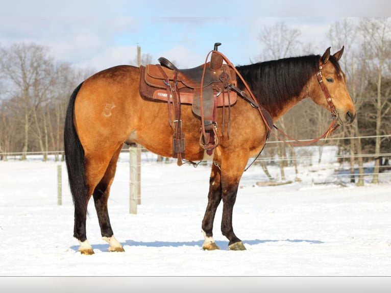 American Quarter Horse Castrone 8 Anni 152 cm Pelle di daino in Clarion, PA