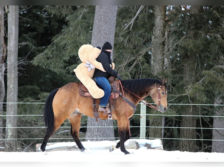 American Quarter Horse Castrone 8 Anni 152 cm Pelle di daino in Clarion, PA