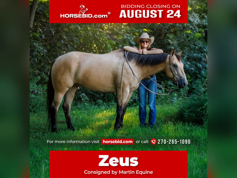 American Quarter Horse Castrone 8 Anni 152 cm Pelle di daino in Elkton, KY