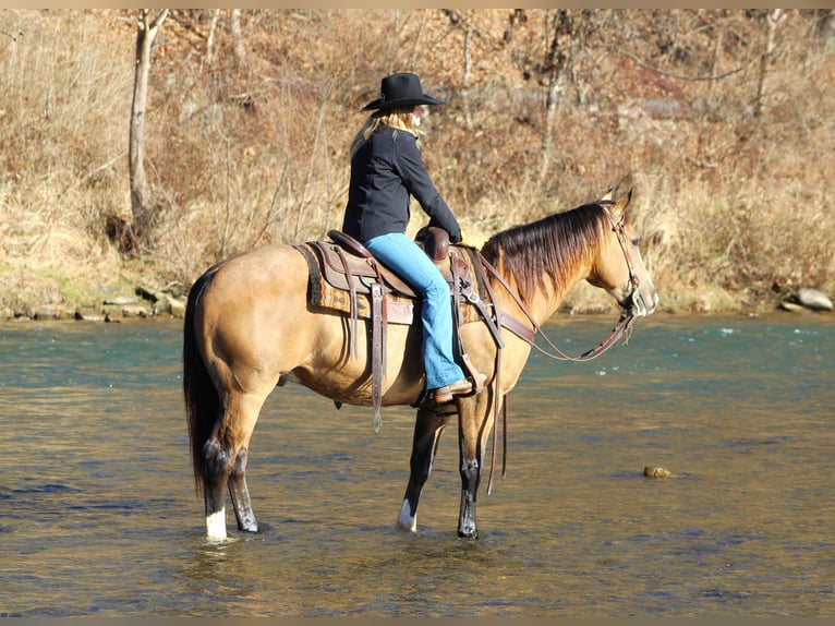 American Quarter Horse Castrone 8 Anni 152 cm Pelle di daino in Clarion