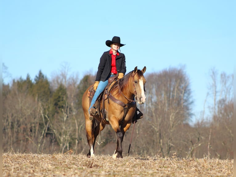 American Quarter Horse Castrone 8 Anni 152 cm Pelle di daino in Clarion