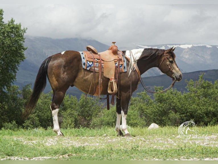 American Quarter Horse Castrone 8 Anni 152 cm Pelle di daino in Cody, WY
