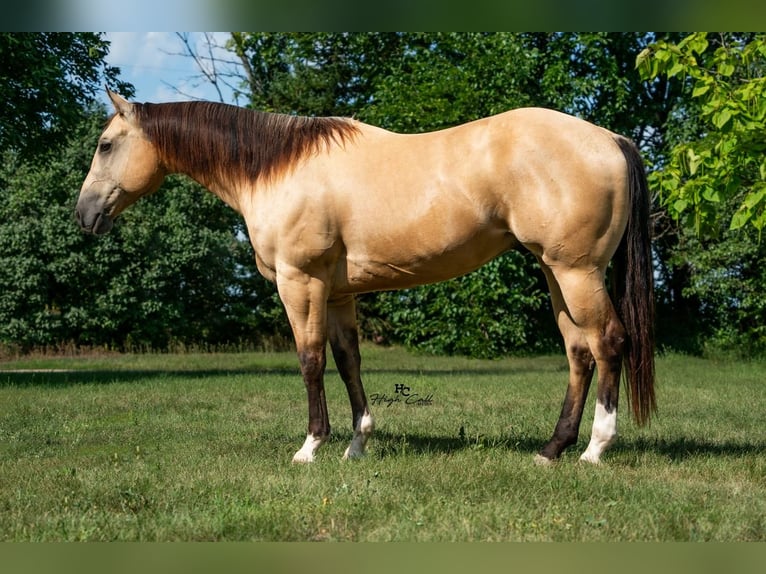 American Quarter Horse Castrone 8 Anni 152 cm Pelle di daino in Cottonwood, MN