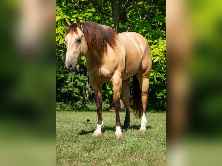 American Quarter Horse Castrone 8 Anni 152 cm Pelle di daino in Cottonwood, MN