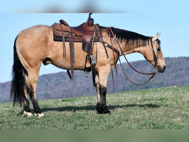 American Quarter Horse Castrone 8 Anni 152 cm Pelle di daino in Rebersburg, PA