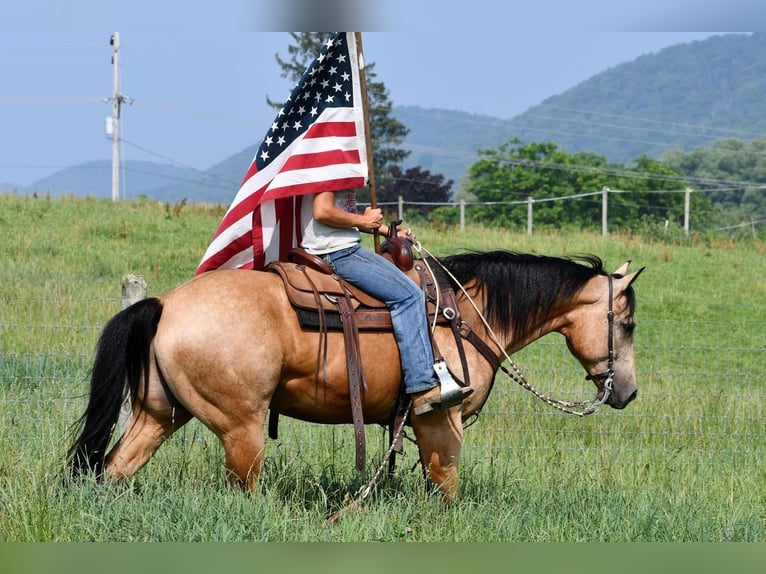 American Quarter Horse Castrone 8 Anni 152 cm Pelle di daino in Rebersburg, PA
