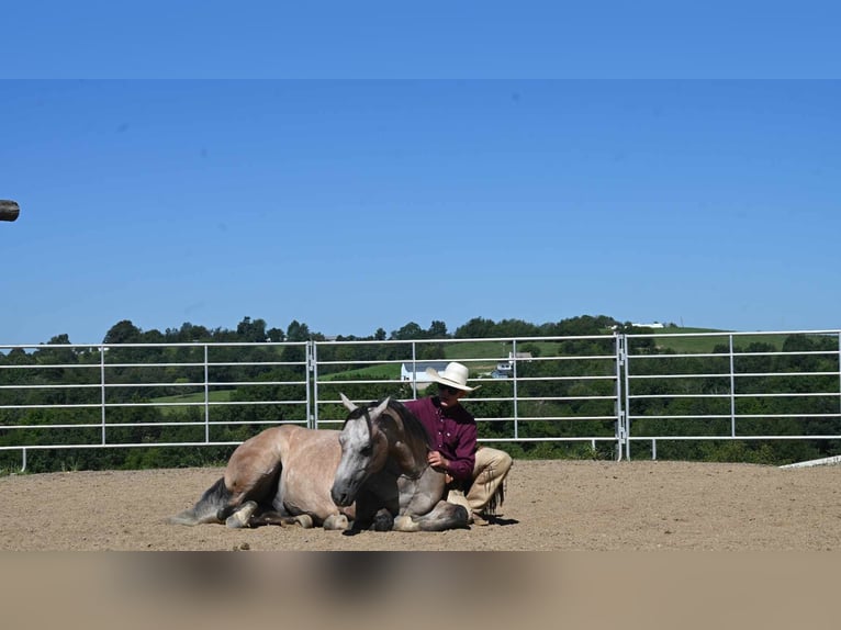 American Quarter Horse Castrone 8 Anni 152 cm Pelle di daino in Millersburg, OH