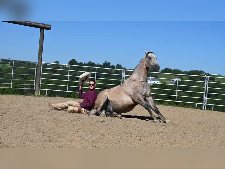 American Quarter Horse Castrone 8 Anni 152 cm Pelle di daino in Millersburg, OH