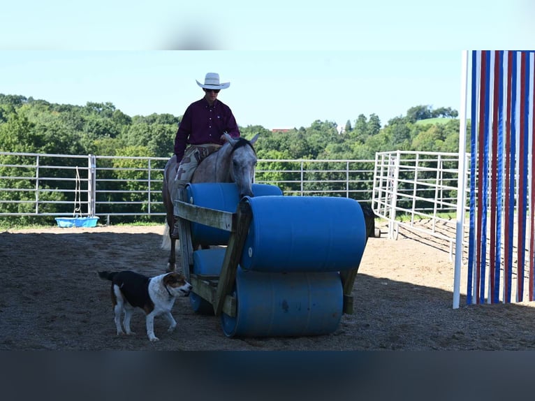 American Quarter Horse Castrone 8 Anni 152 cm Pelle di daino in Millersburg, OH