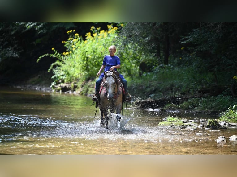 American Quarter Horse Castrone 8 Anni 152 cm Pelle di daino in Millersburg, OH