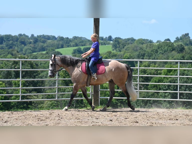 American Quarter Horse Castrone 8 Anni 152 cm Pelle di daino in Millersburg, OH