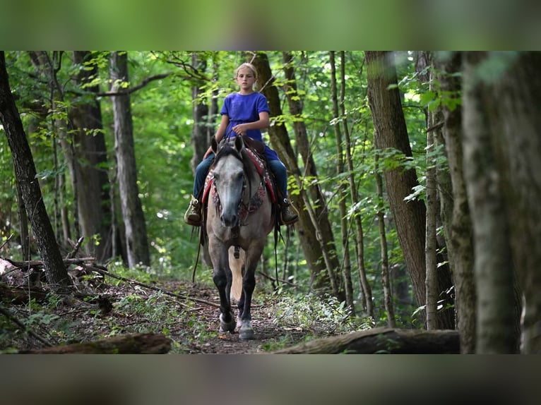 American Quarter Horse Castrone 8 Anni 152 cm Pelle di daino in Millersburg, OH