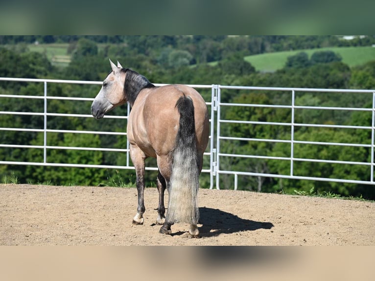 American Quarter Horse Castrone 8 Anni 152 cm Pelle di daino in Millersburg, OH