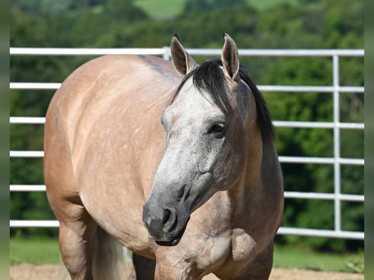 American Quarter Horse Castrone 8 Anni 152 cm Pelle di daino in Millersburg, OH