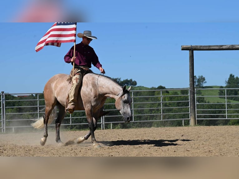 American Quarter Horse Castrone 8 Anni 152 cm Pelle di daino in Millersburg, OH